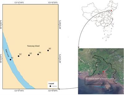 Study on the structure and energy flow of the salt marsh wetland ecosystem in Liaohe Estuary based on the Ecopath model